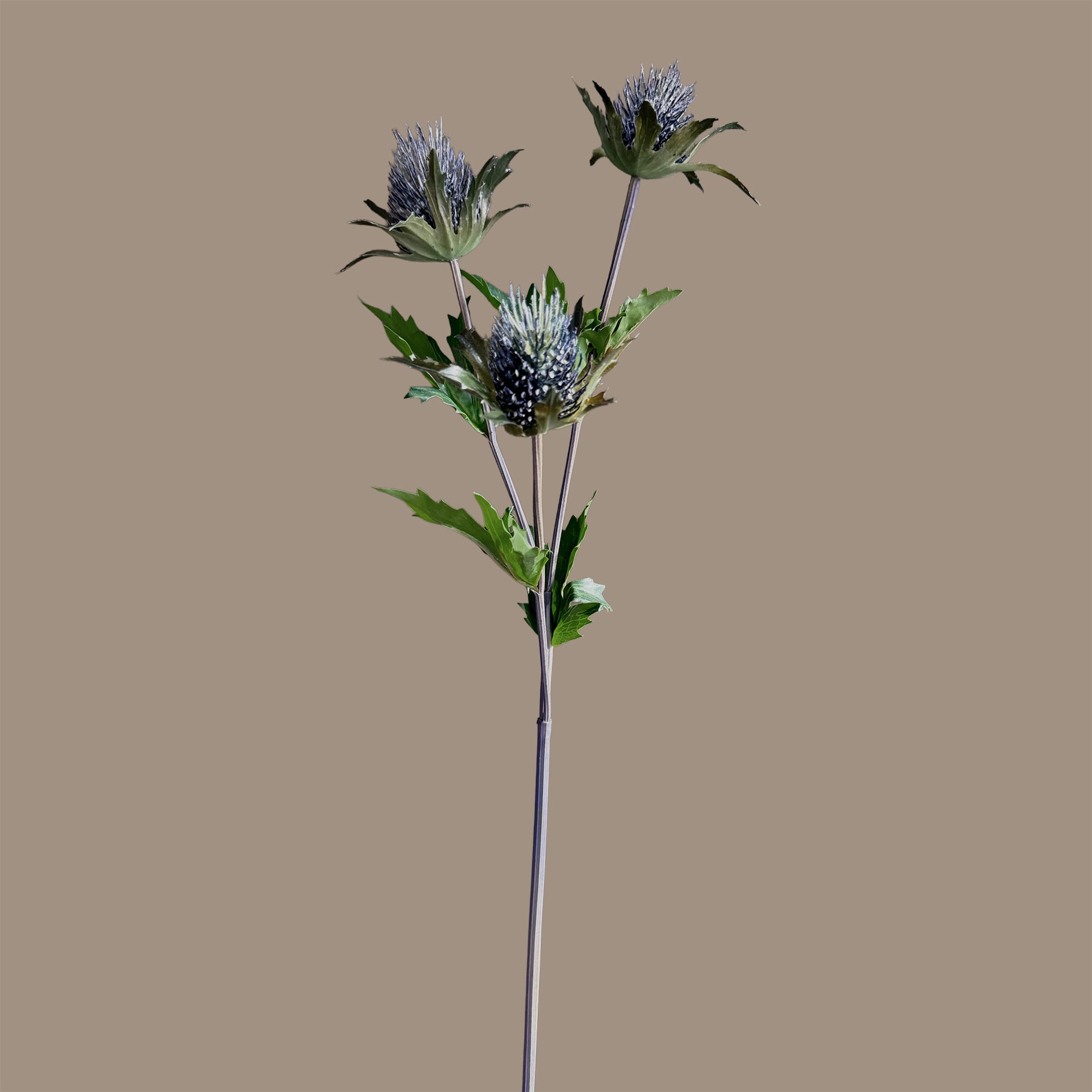 Eryngium Tristar — Storm Slate