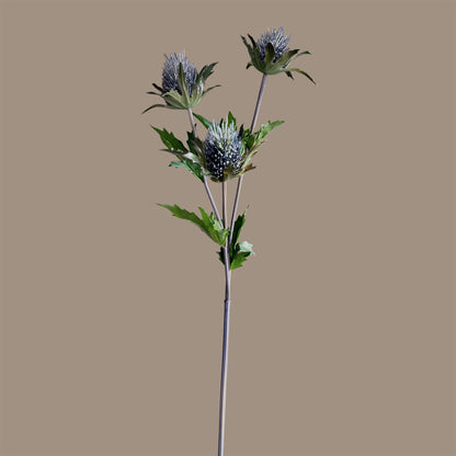 Eryngium Tristar — Storm Slate