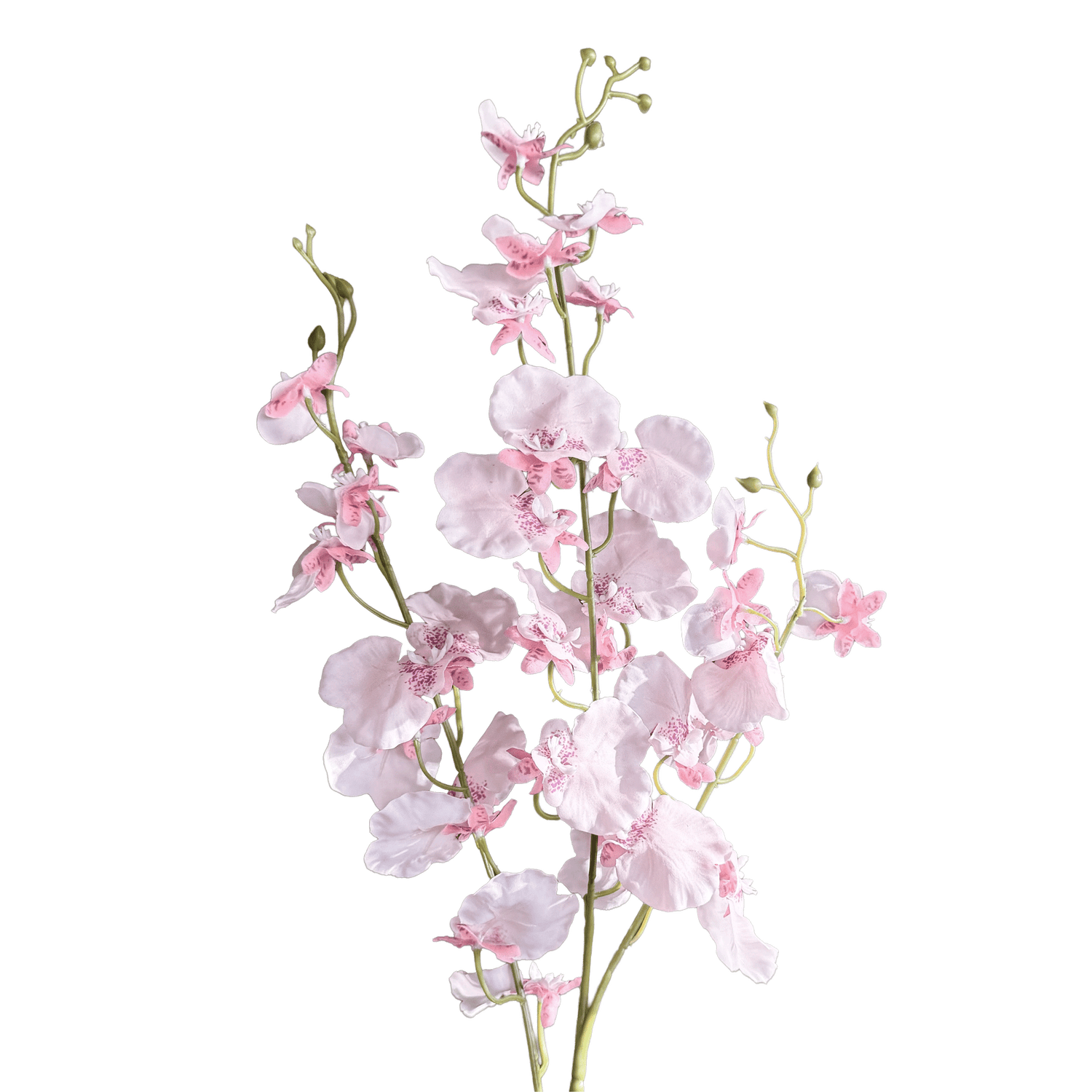 Oncidium Orchid — Ballet Blush