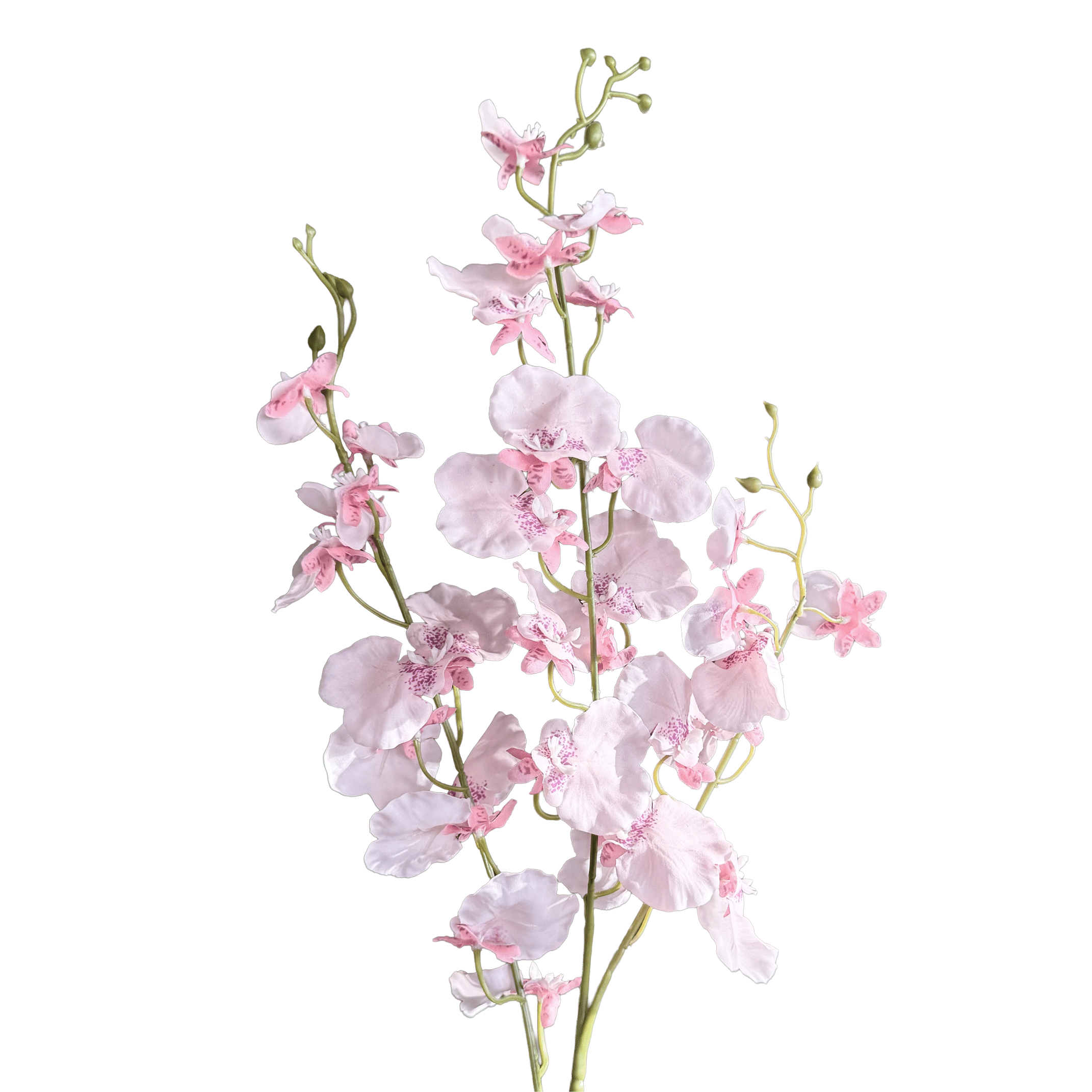 Oncidium Orchid — Ballet Blush