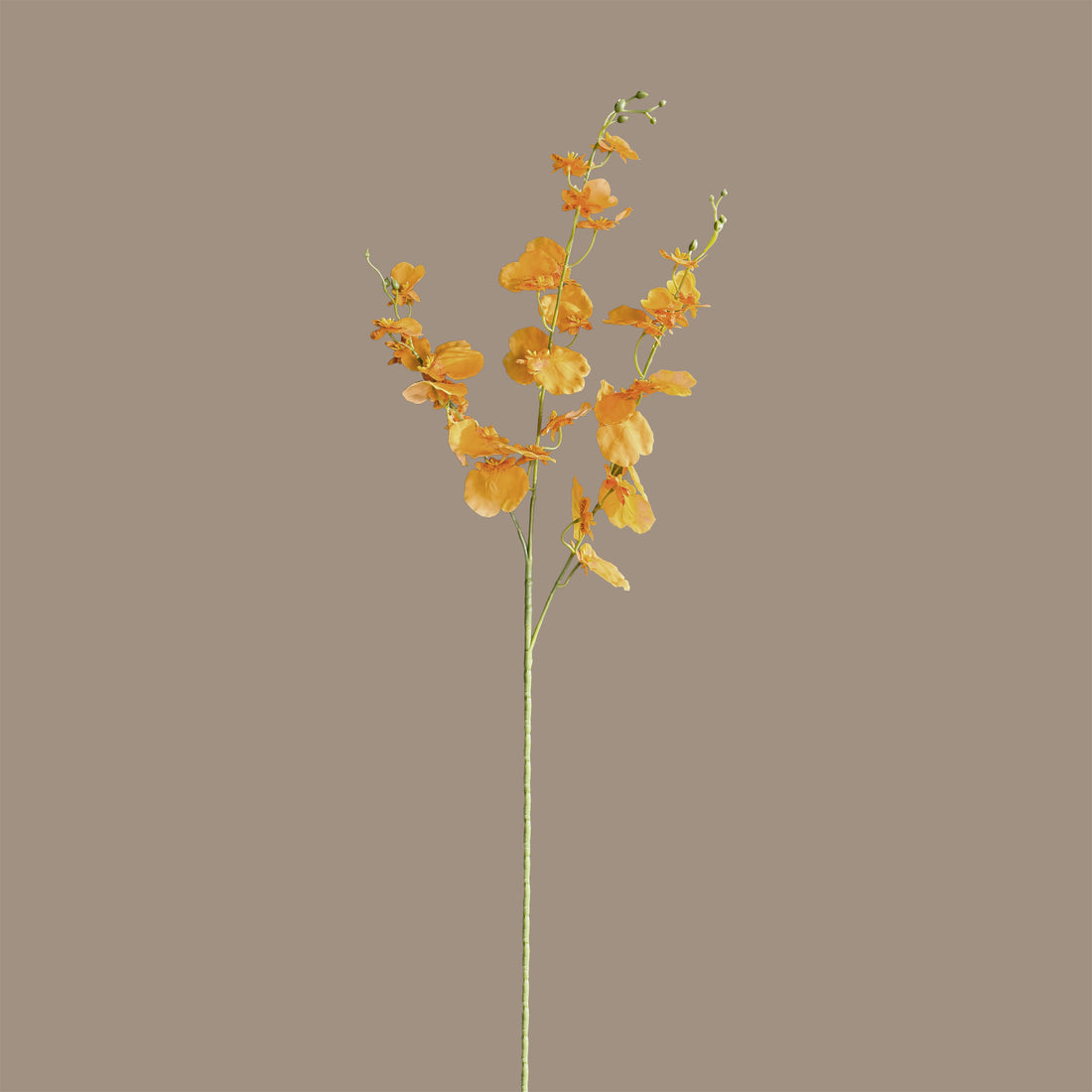 Oncidium Orchid — Clementine Aura