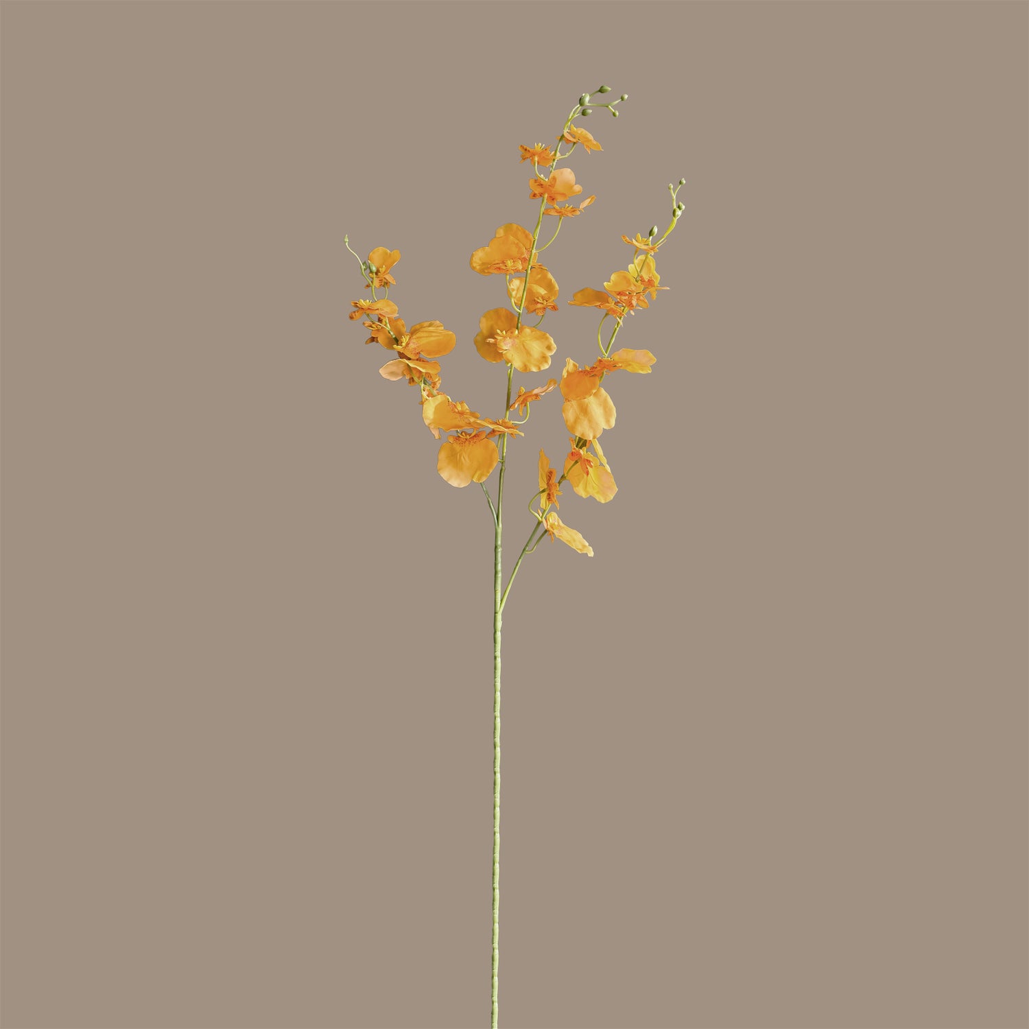 Oncidium Orchid — Clementine Aura
