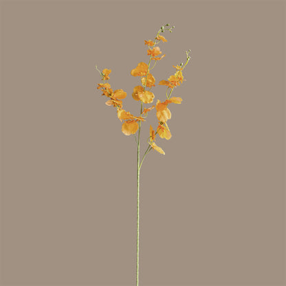 Oncidium Orchid — Clementine Aura