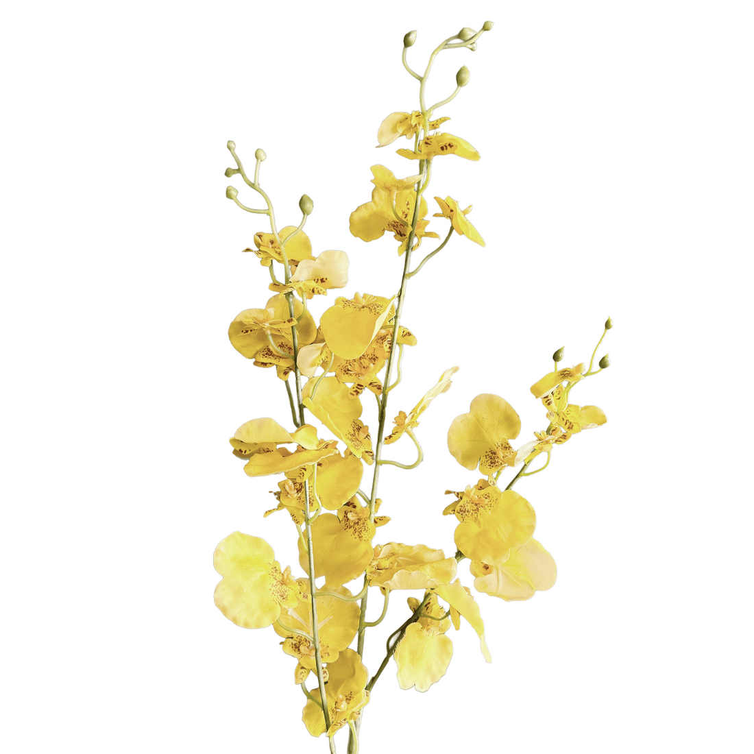 Oncidium Orchid — Primrose Yellow