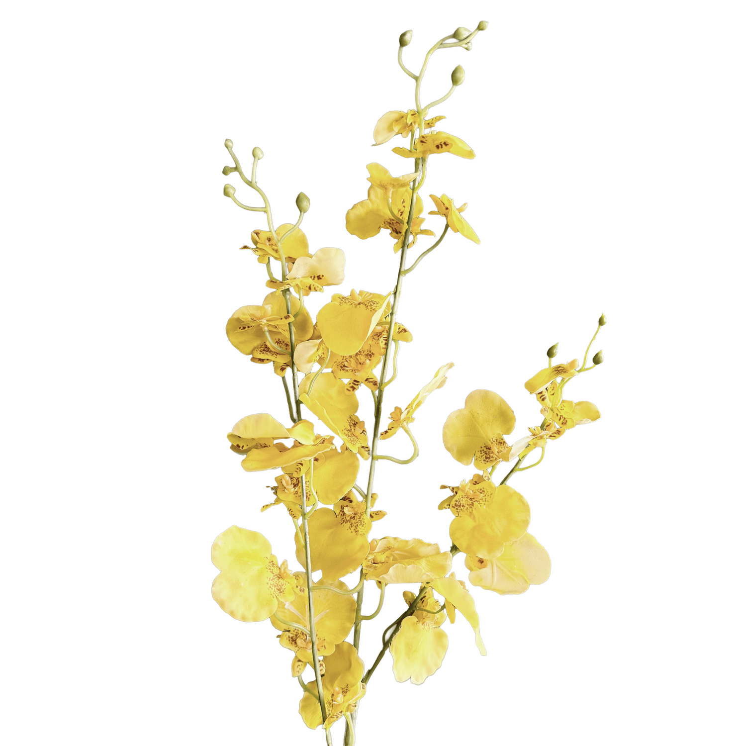 Oncidium Orchid — Primrose Yellow