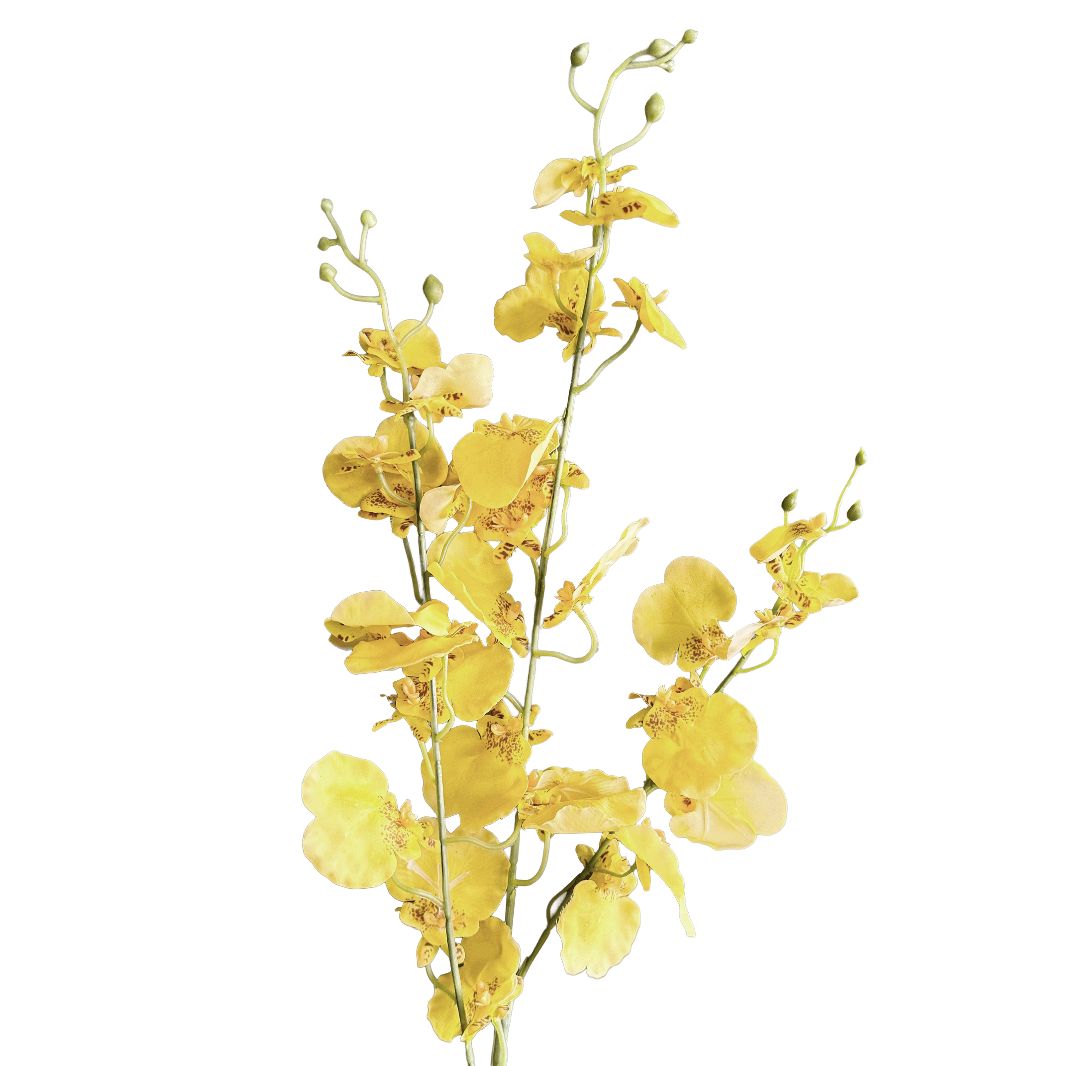 Oncidium Orchid — Primrose Yellow