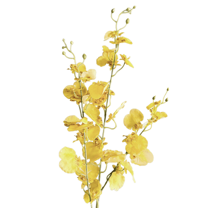 Oncidium Orchid — Primrose Yellow