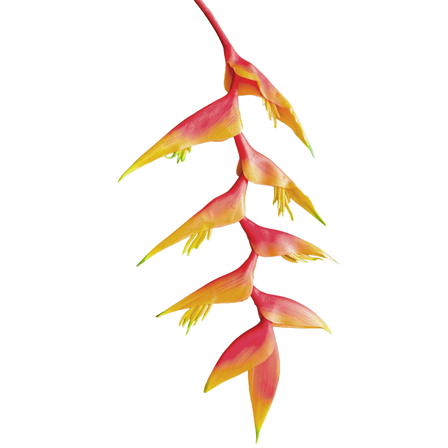 Heliconia (Trailing) — Sunset