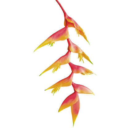 Heliconia (Trailing) — Sunset