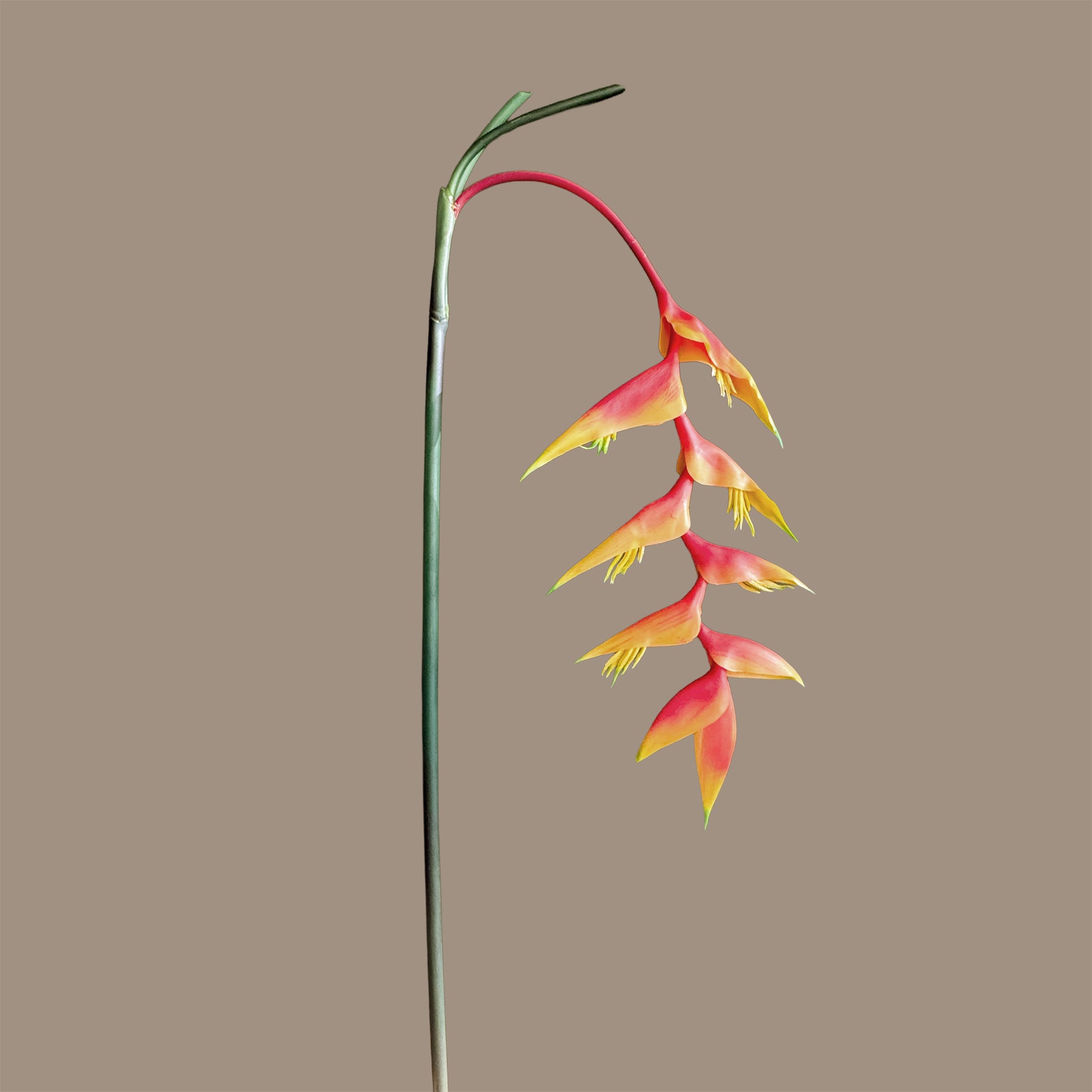 Heliconia (Trailing) — Sunset
