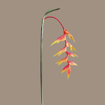 Heliconia (Trailing) — Sunset