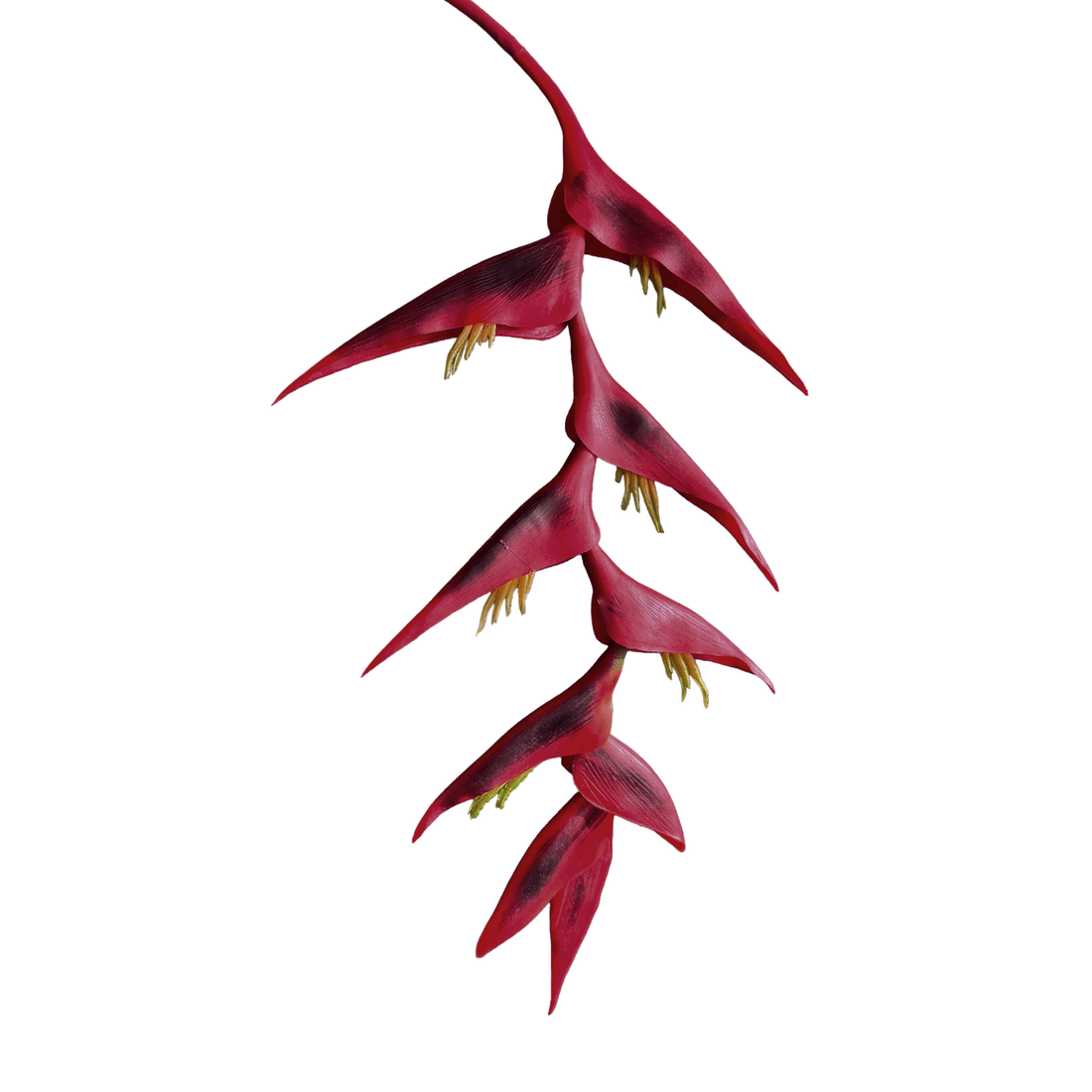 Heliconia (Trailing) — Deep Crimson