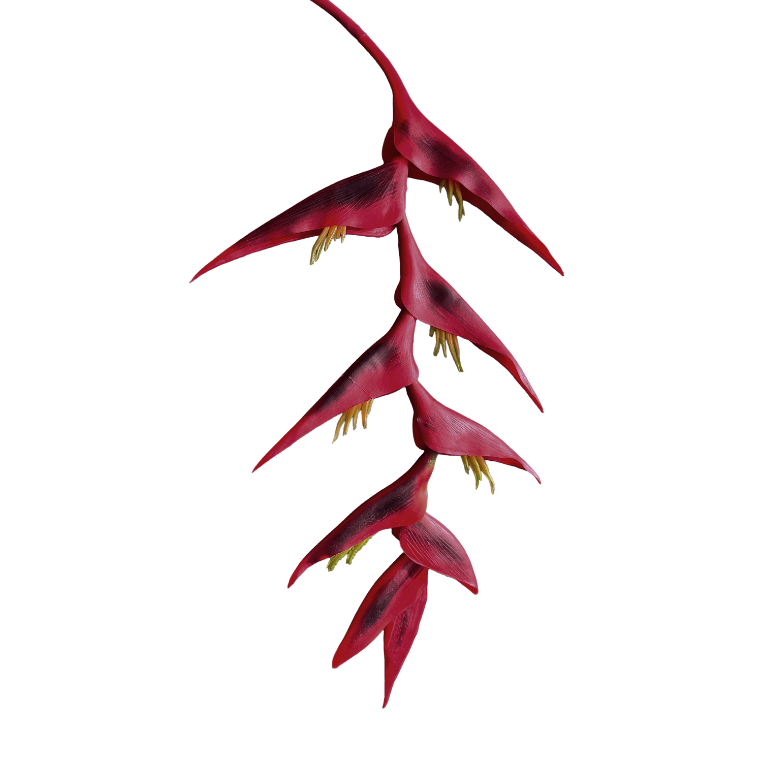 Heliconia (Trailing) — Deep Crimson