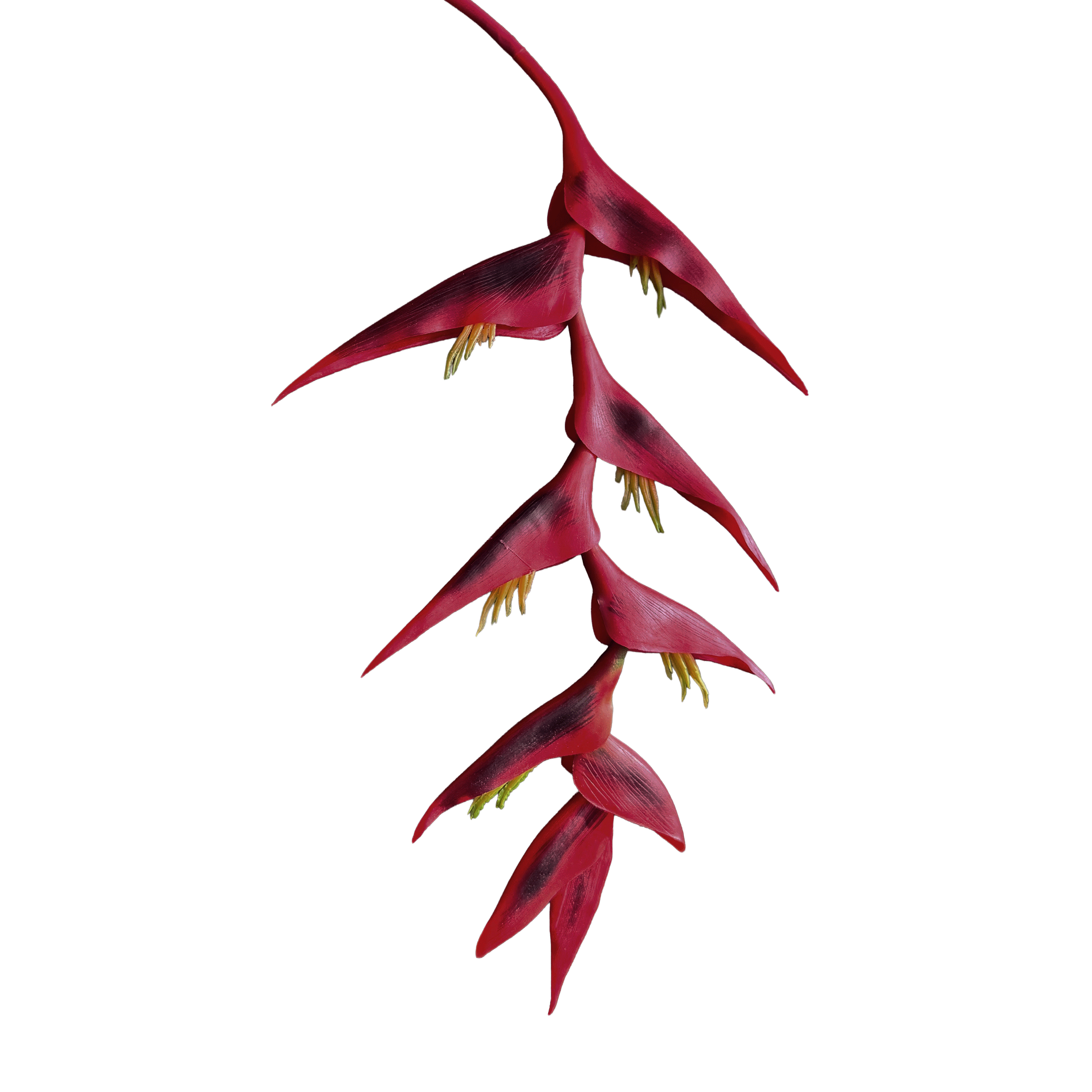 Heliconia (Trailing) — Deep Crimson