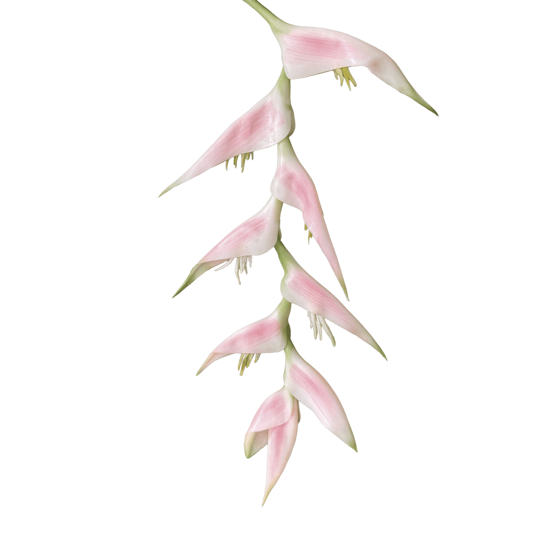 Heliconia (Trailing) — Porcelain Blush