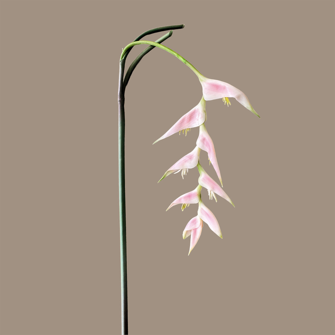 Heliconia (Trailing) — Porcelain Blush
