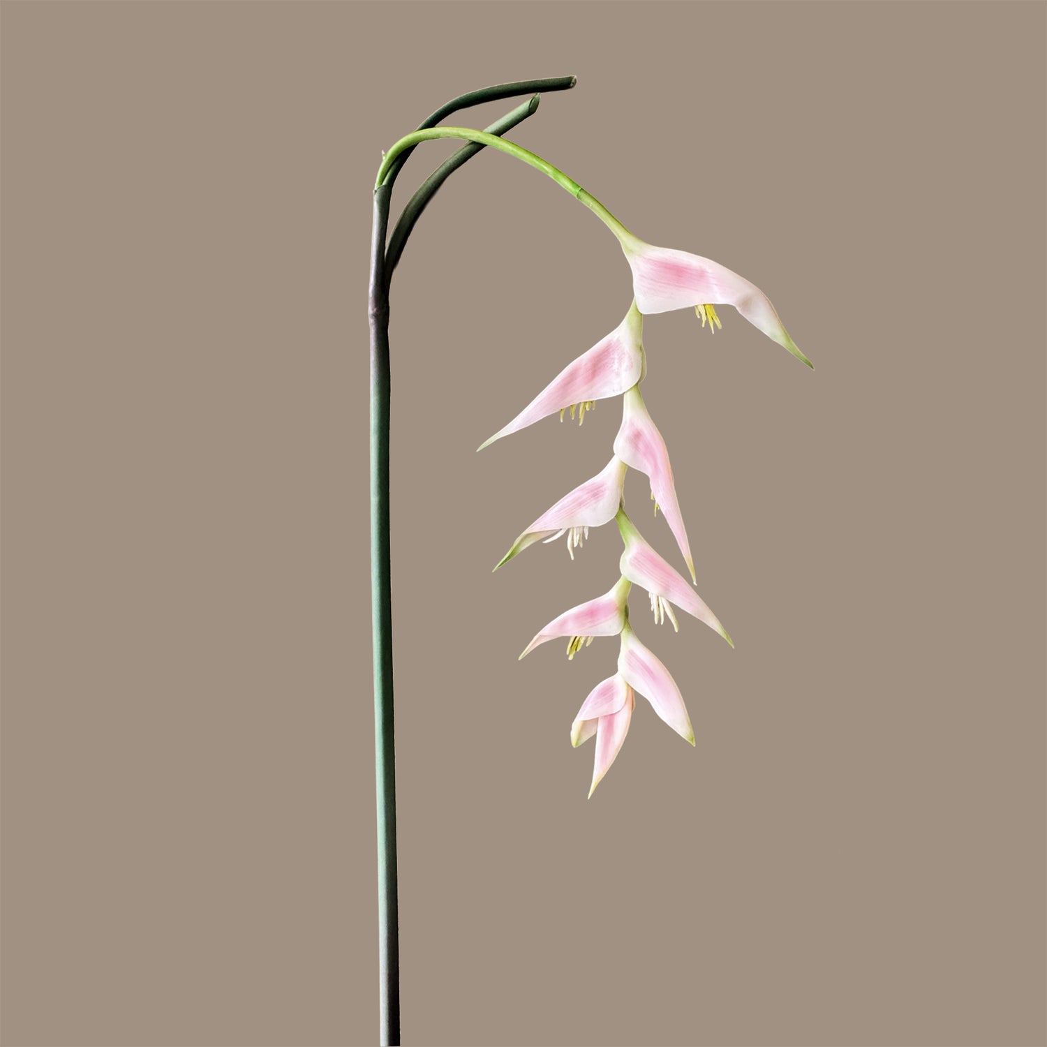 Heliconia (Trailing) — Porcelain Blush