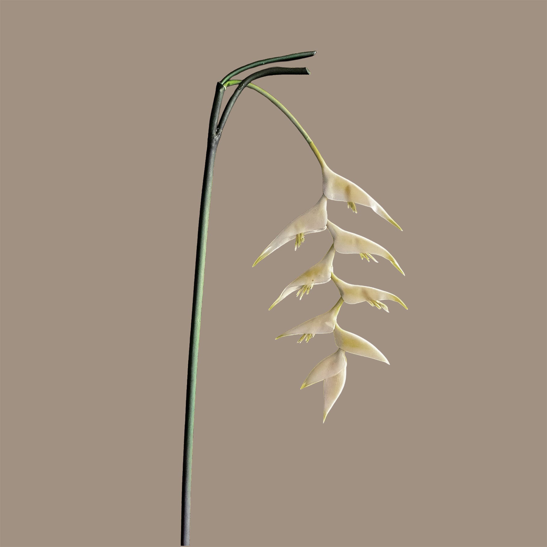 Heliconia (Trailing) — Buttercream
