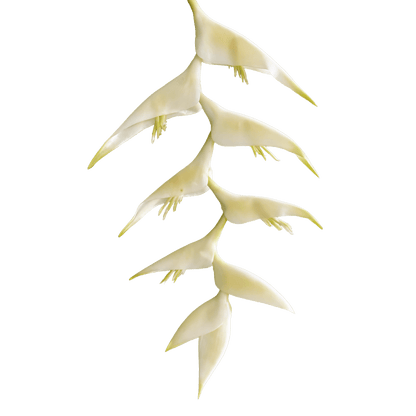 Heliconia (Trailing) — Buttercream