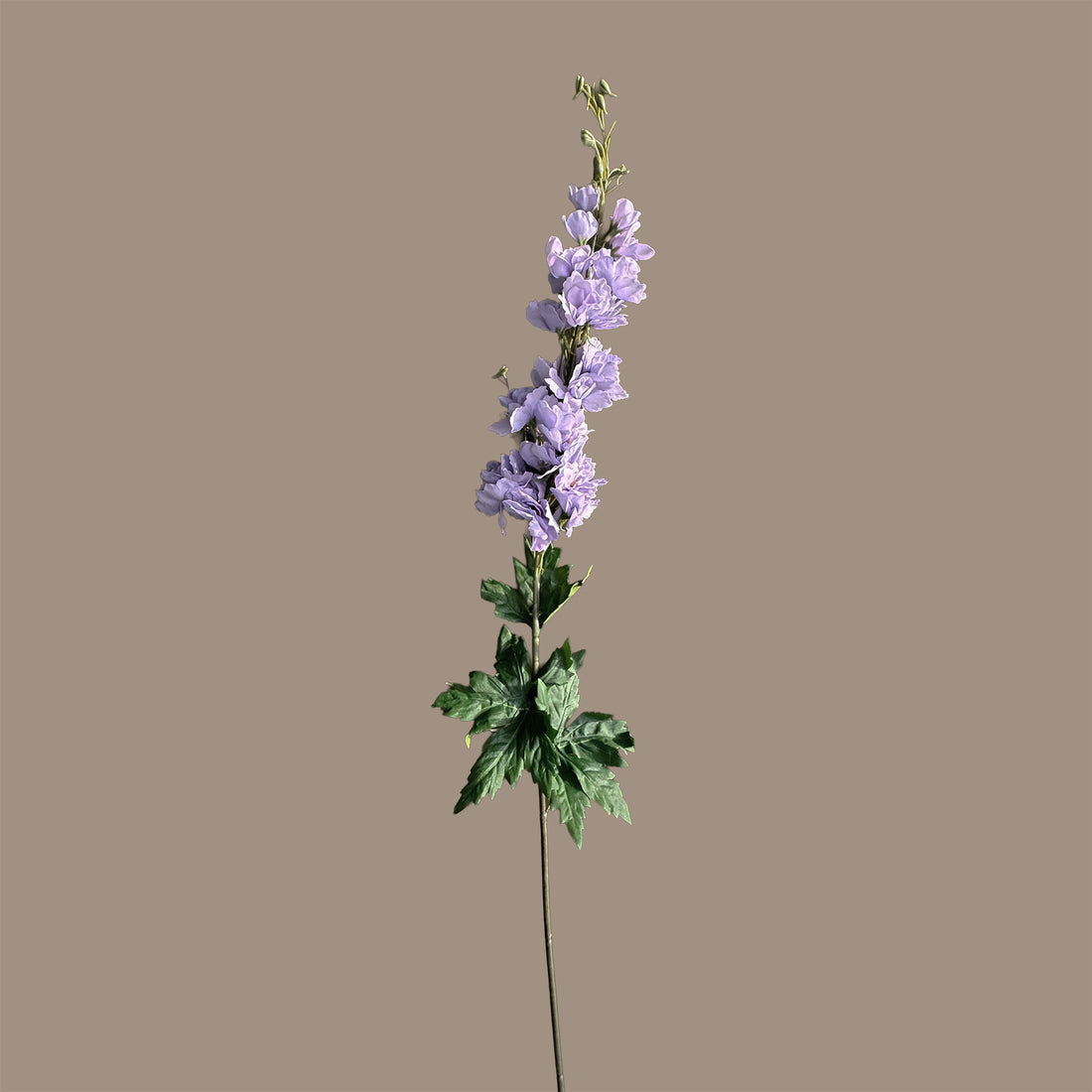Delphinium — Lavender Haze