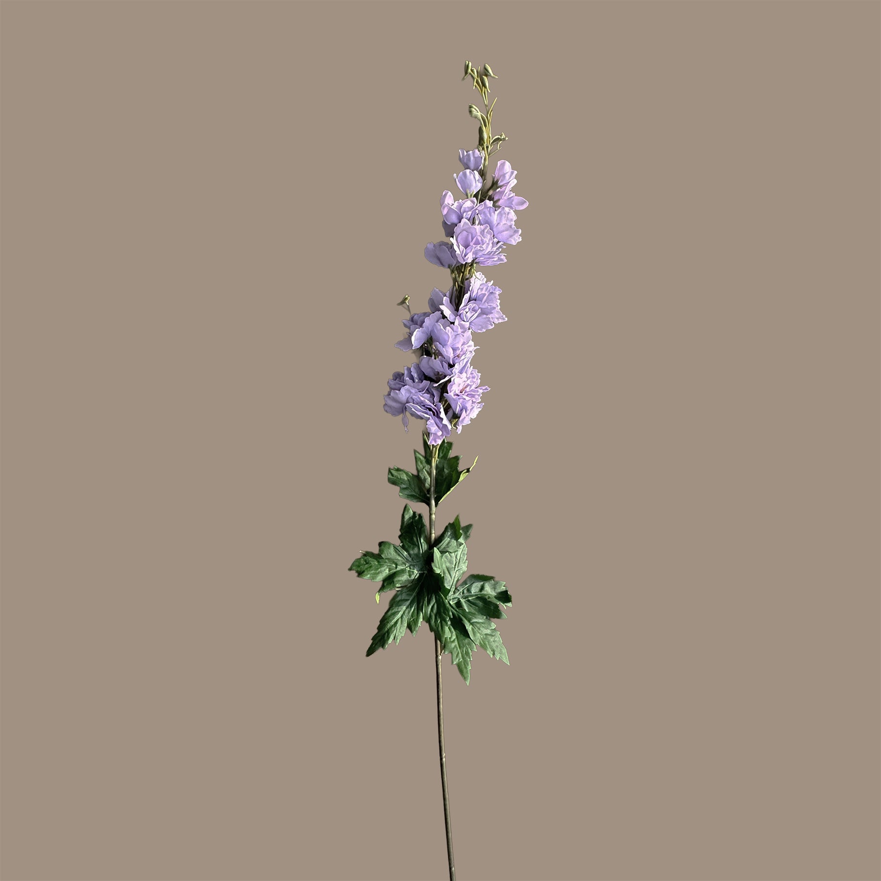 Delphinium — Lavender Haze