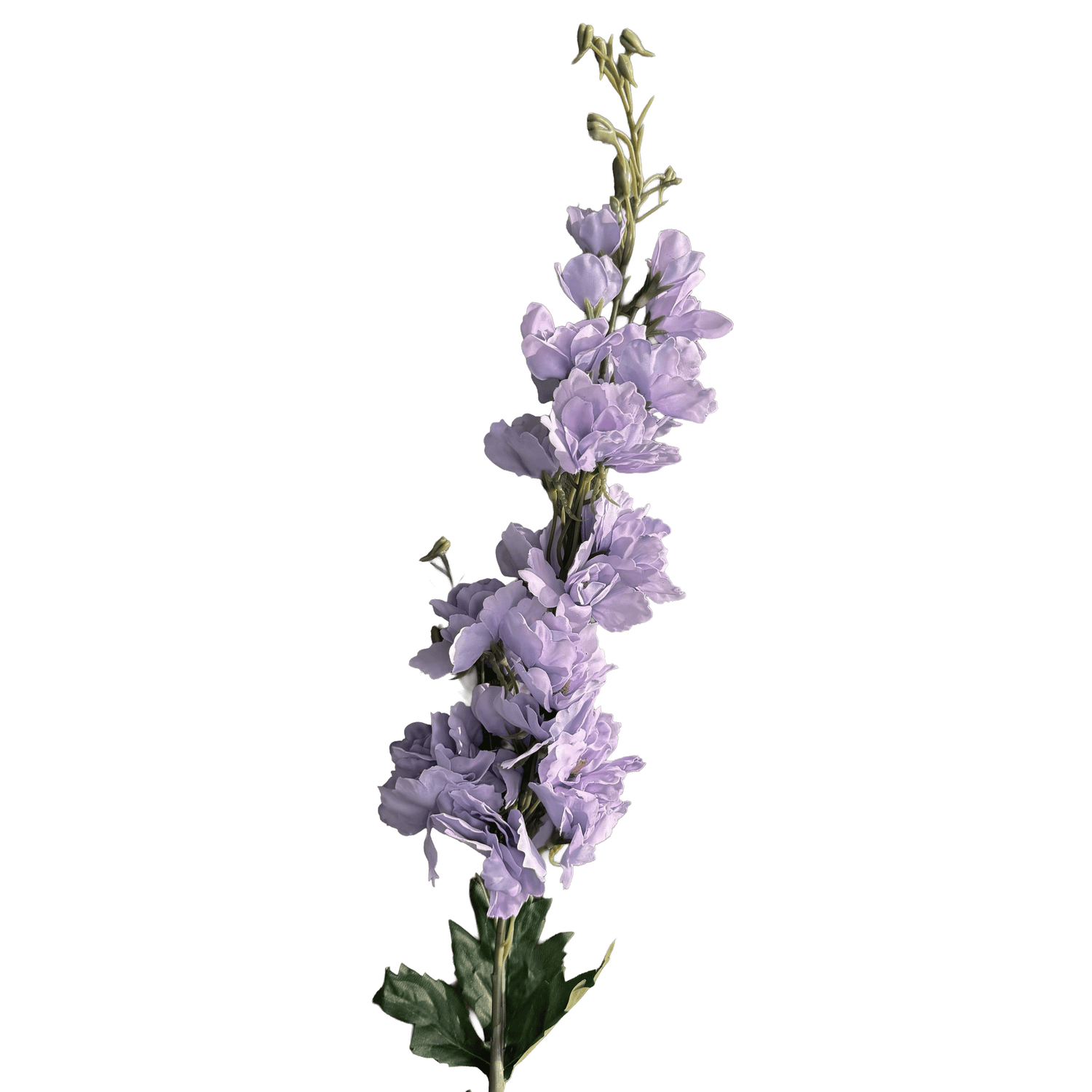 Delphinium — Lavender Haze