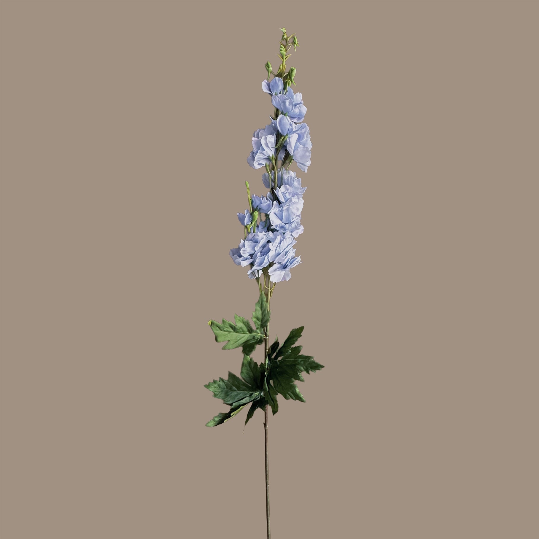Delphinium — Celeste Blue