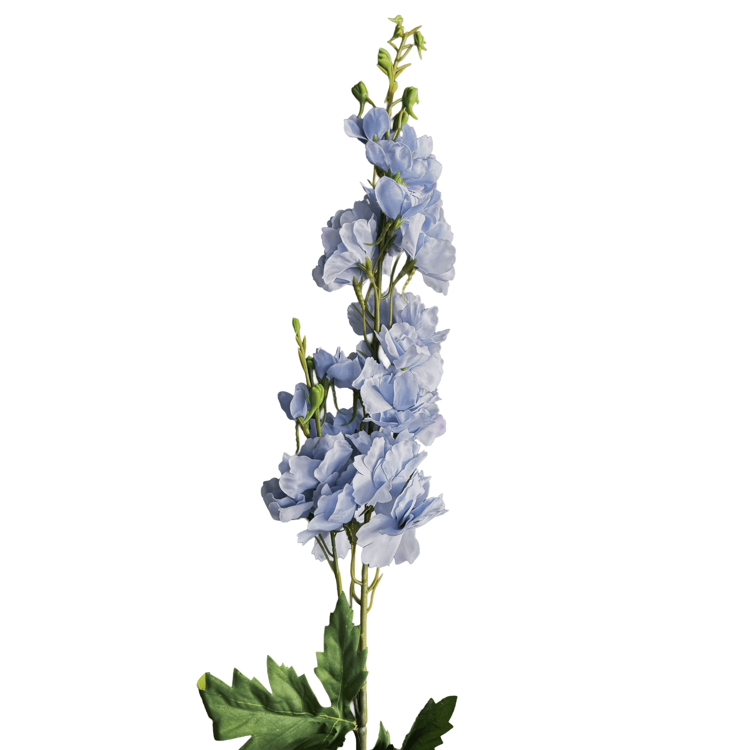 Delphinium — Celeste Blue