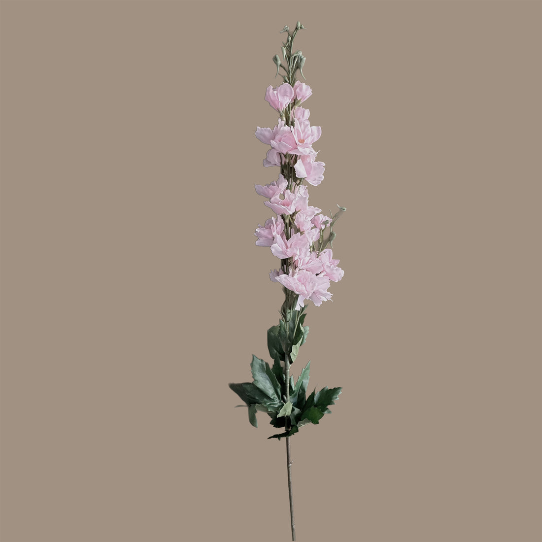 Delphinium — Ballet Pink