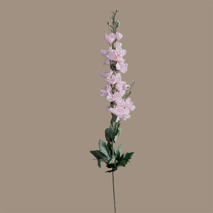 Delphinium — Ballet Pink