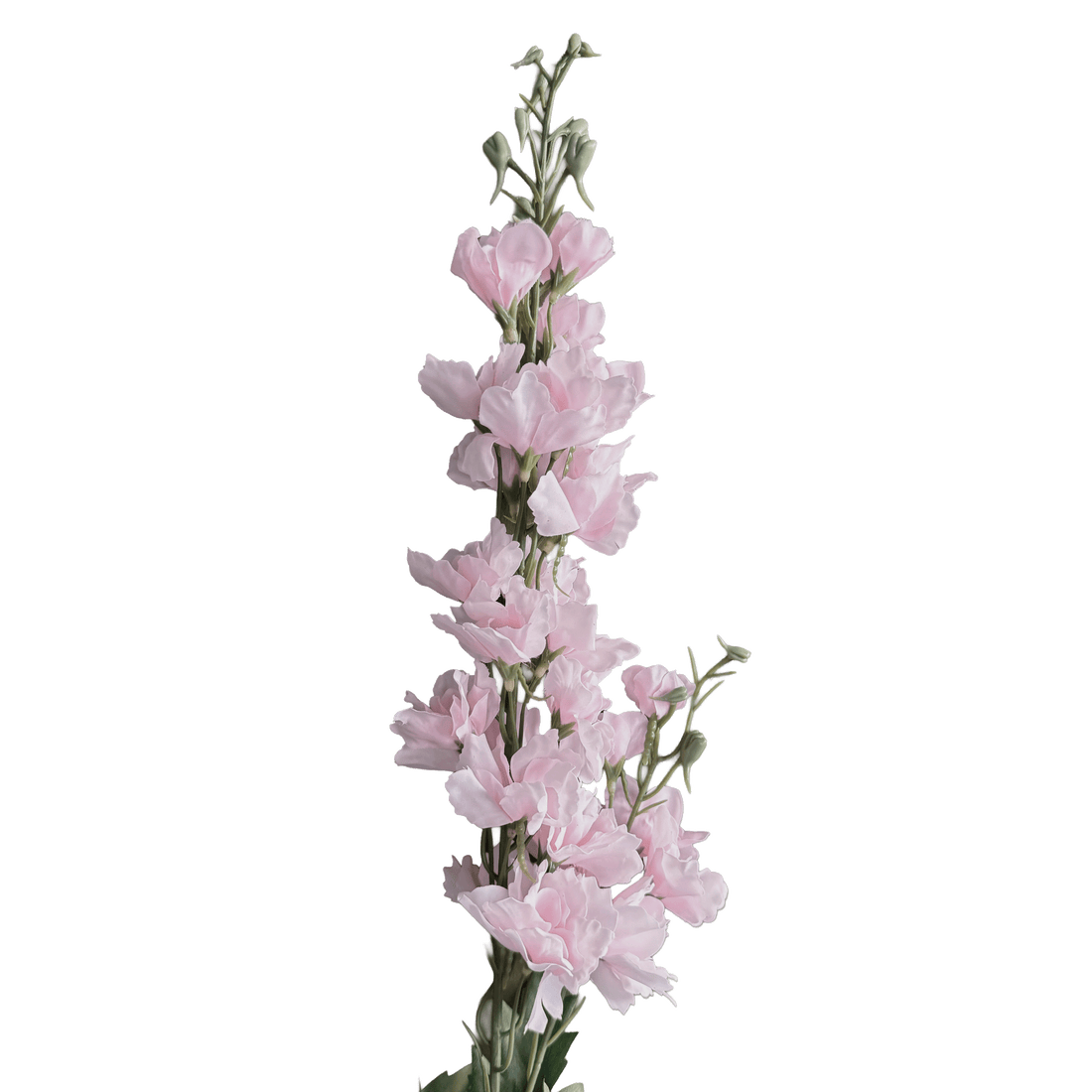 Delphinium — Ballet Pink