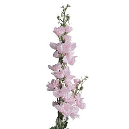 Delphinium — Ballet Pink