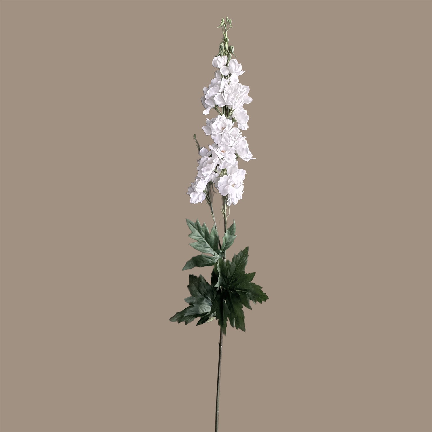 Delphinium — Moonlit White