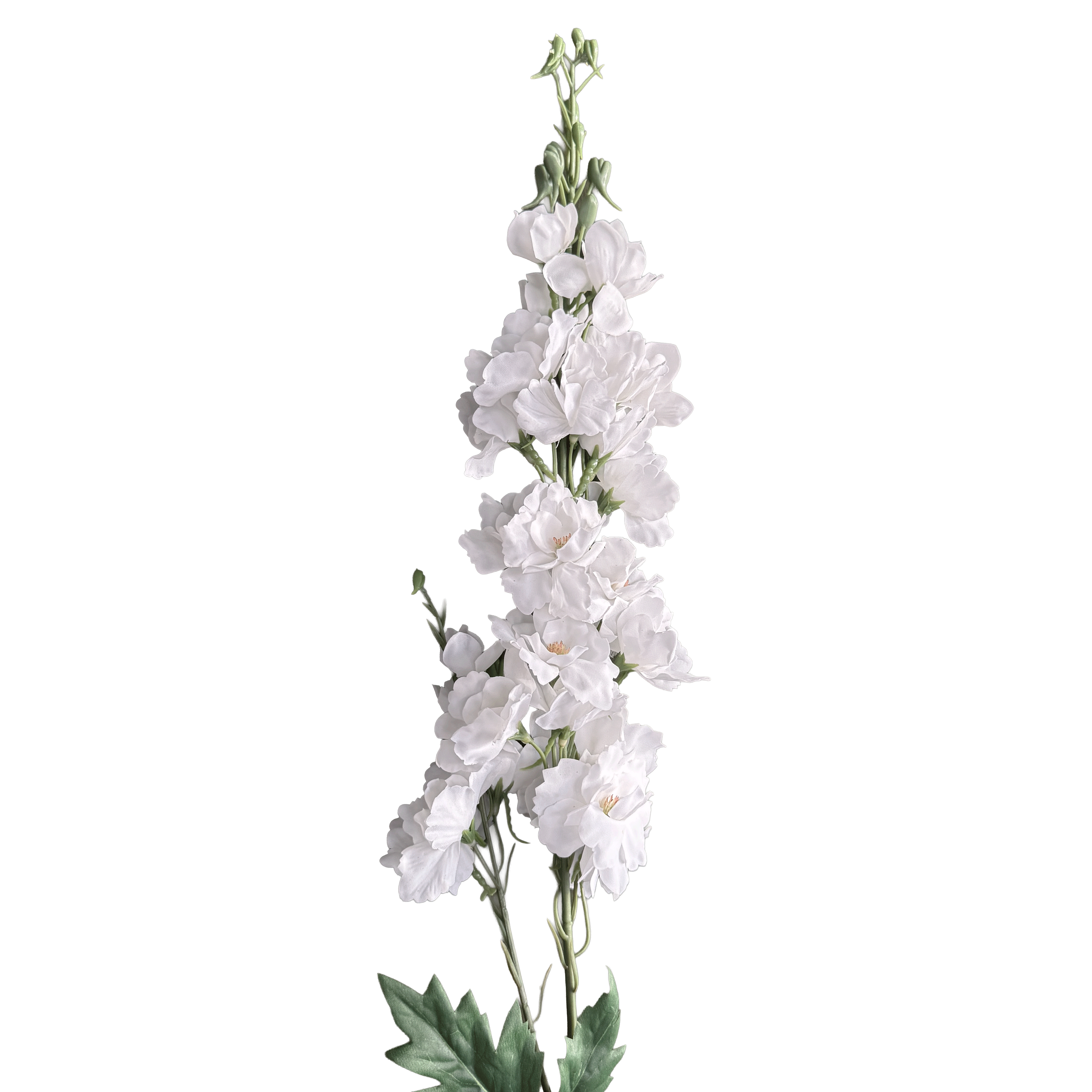 Delphinium — Moonlit White