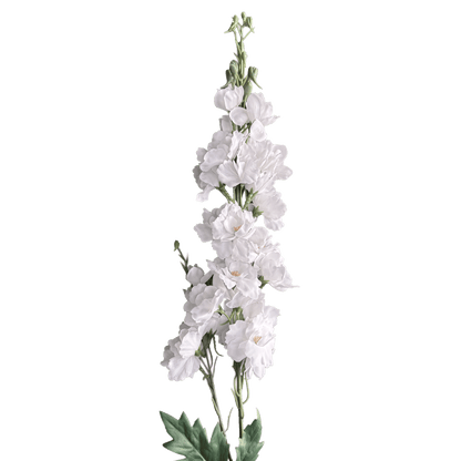 Delphinium — Moonlit White