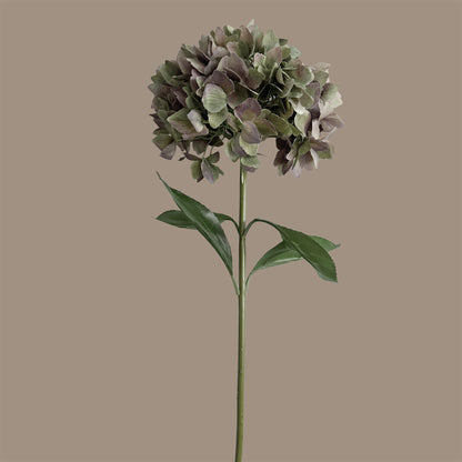 Horizon Hydrangea — Antique Green Plum