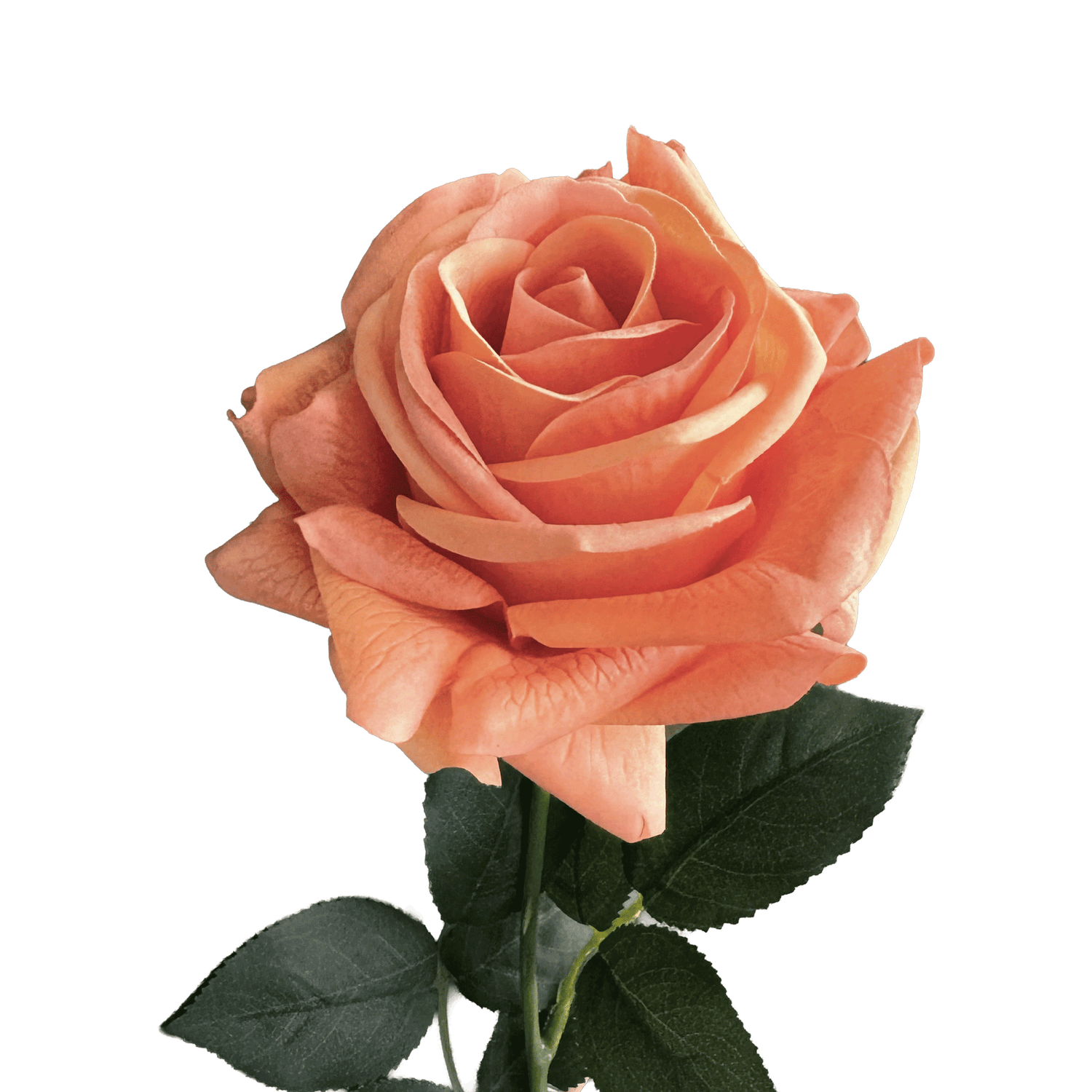 Artful Garden Rose — Mandarin Orange