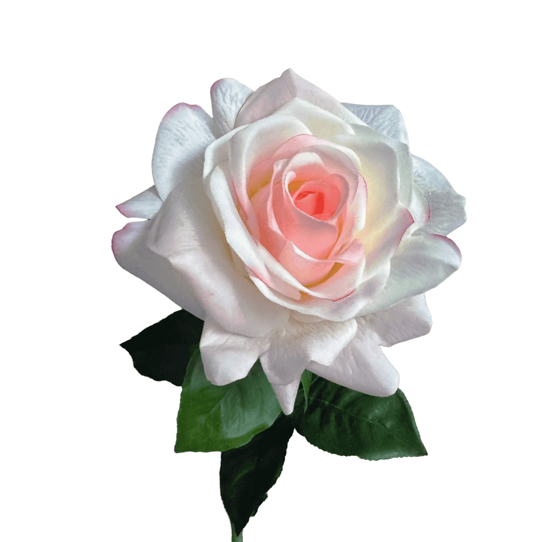 Aristocratic Rose — Rosewater Ivory