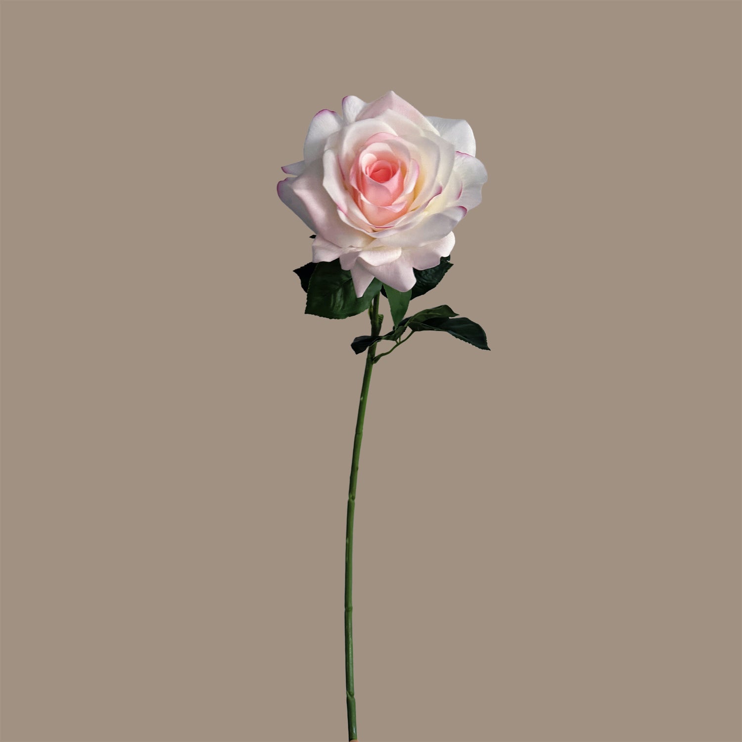 Aristocratic Rose — Rosewater Ivory