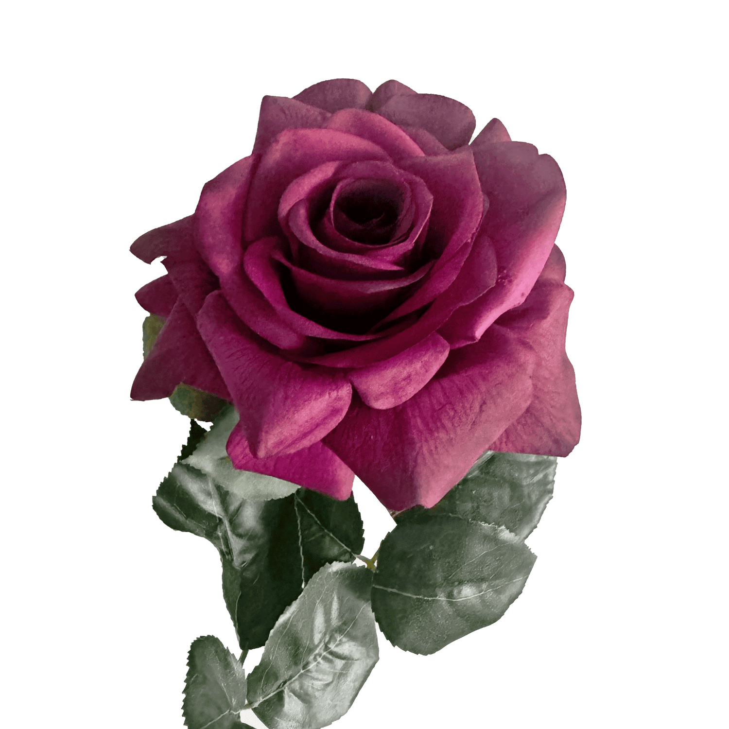 Aristocratic Rose — Velvet Plum