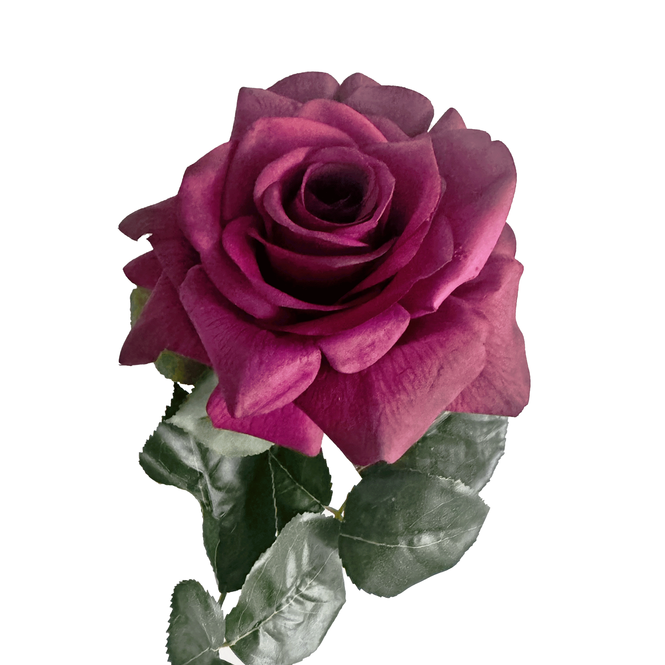 Aristocratic Rose — Velvet Plum