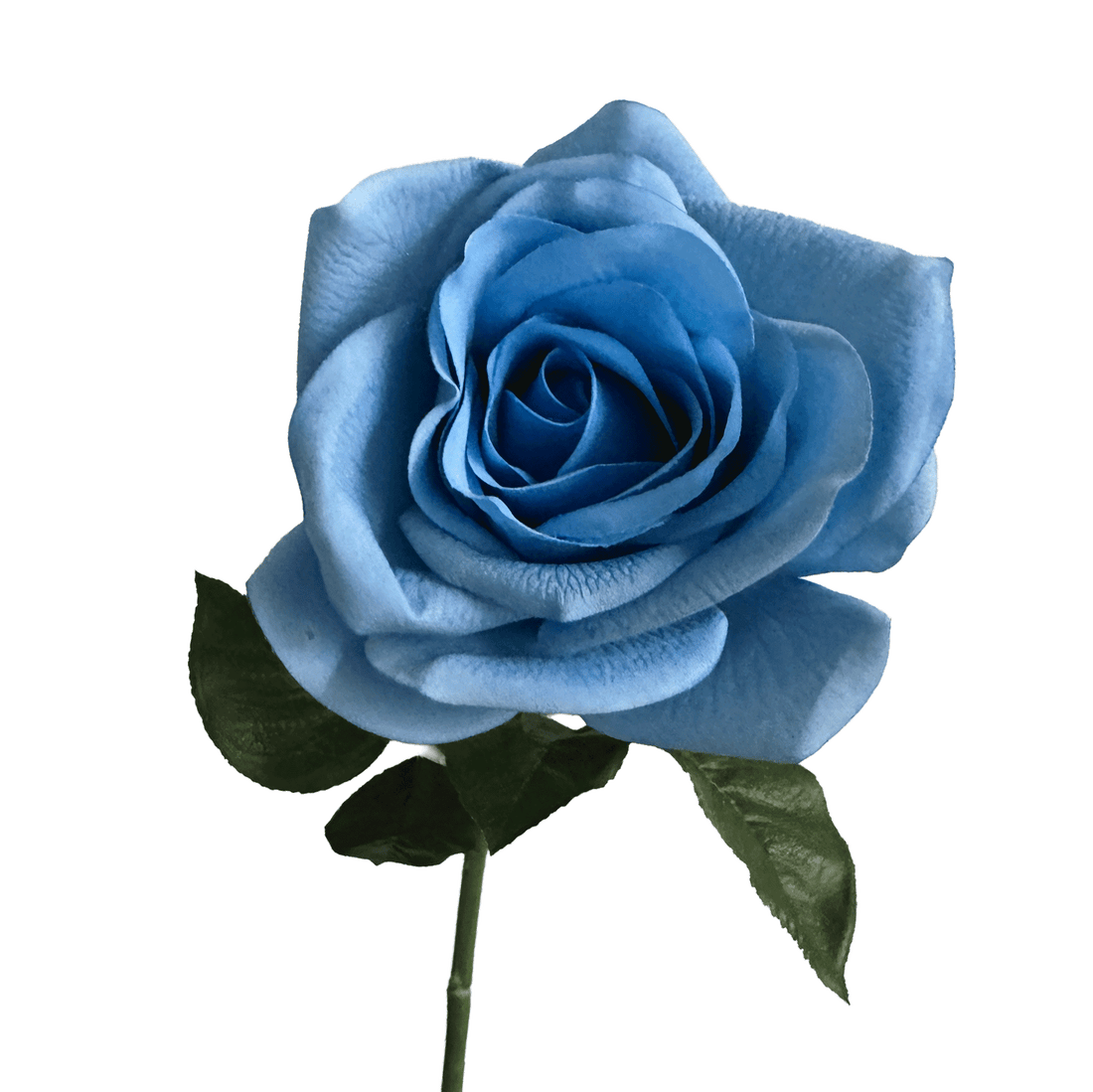 Aristocratic Rose — Cerulean Blue