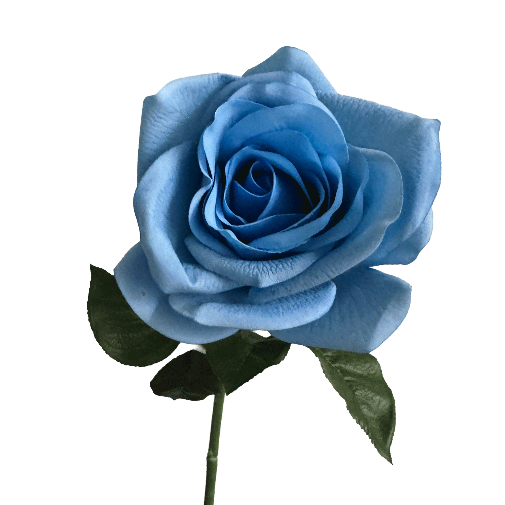 Aristocratic Rose — Cerulean Blue