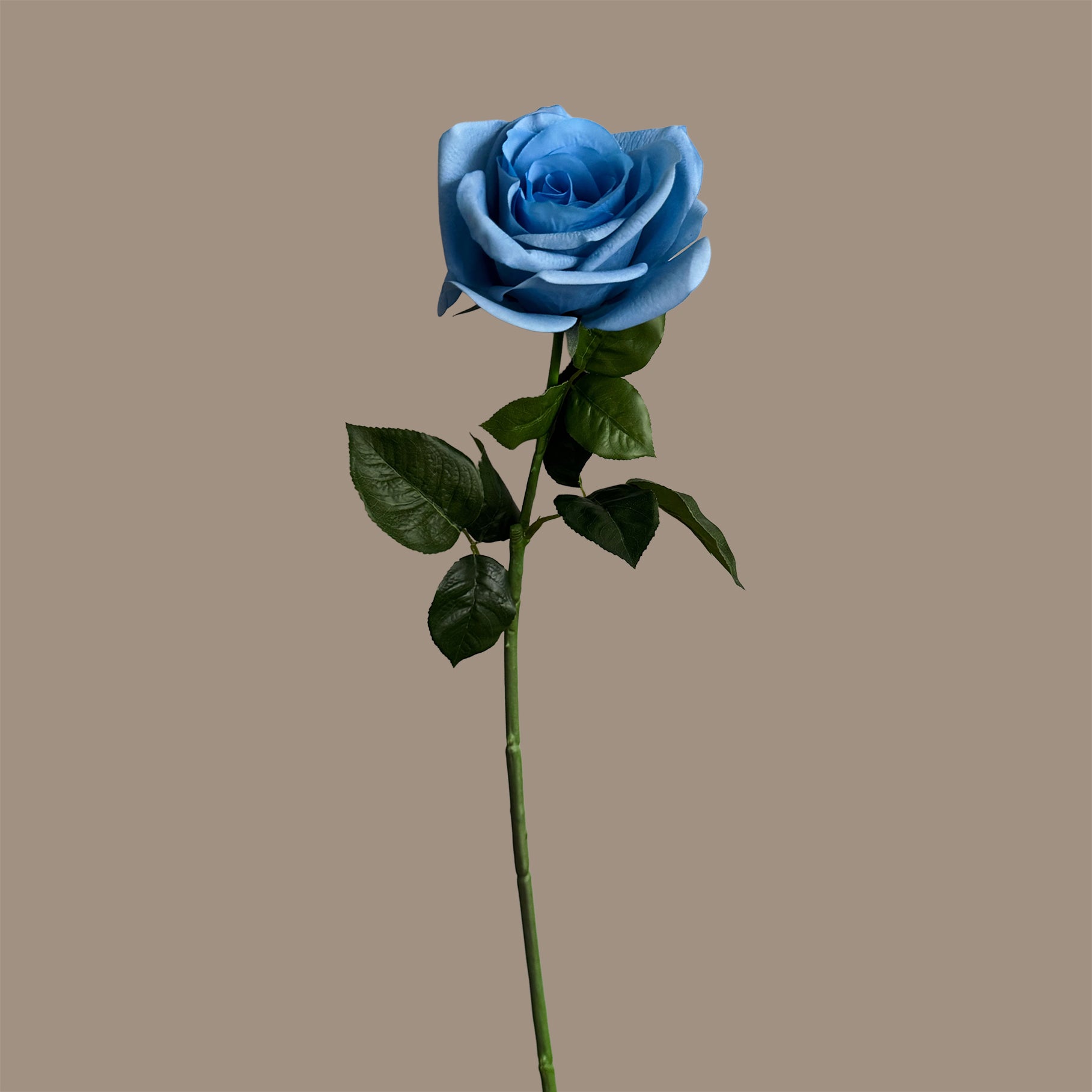 Aristocratic Rose — Cerulean Blue