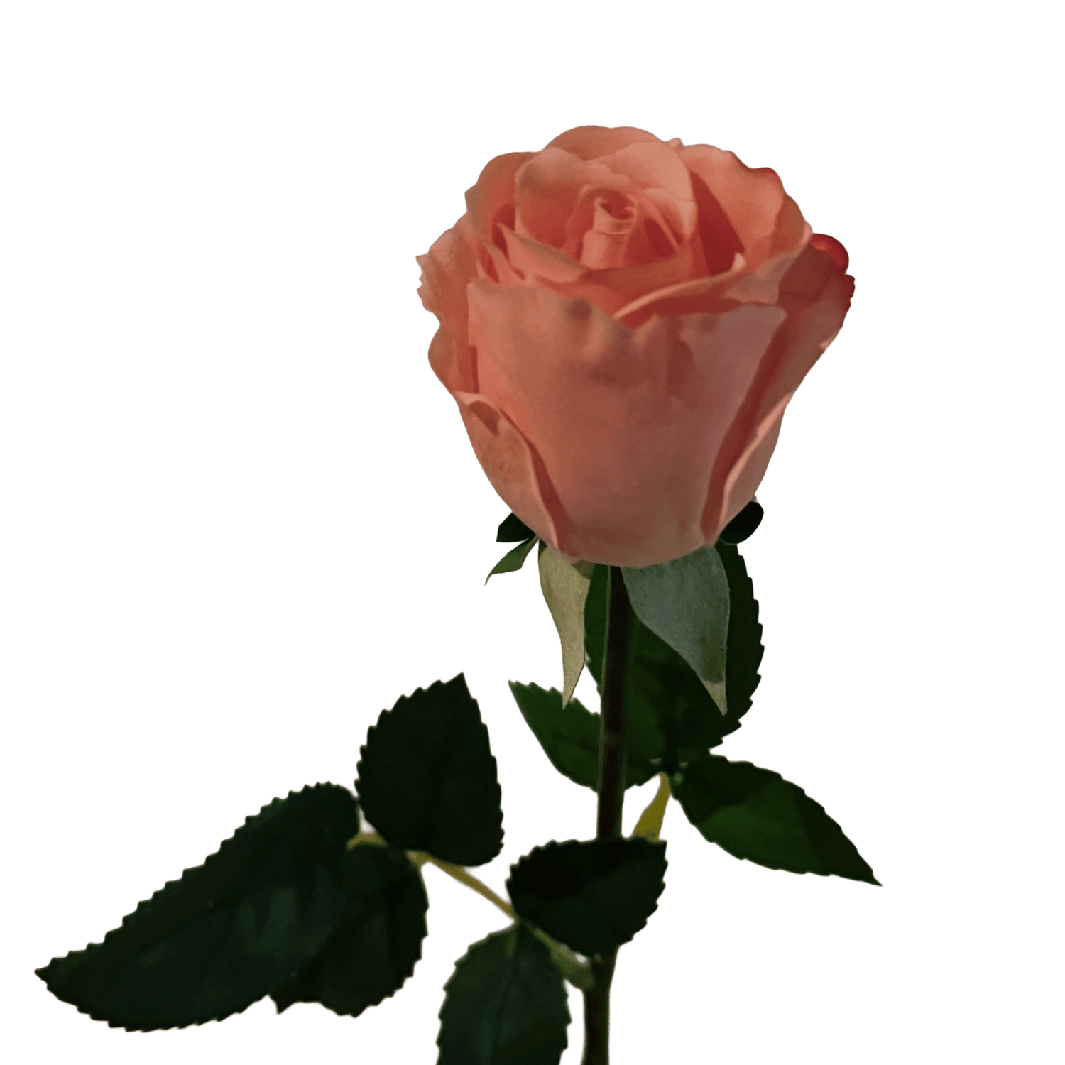 Petite Rose — Apricot Pink