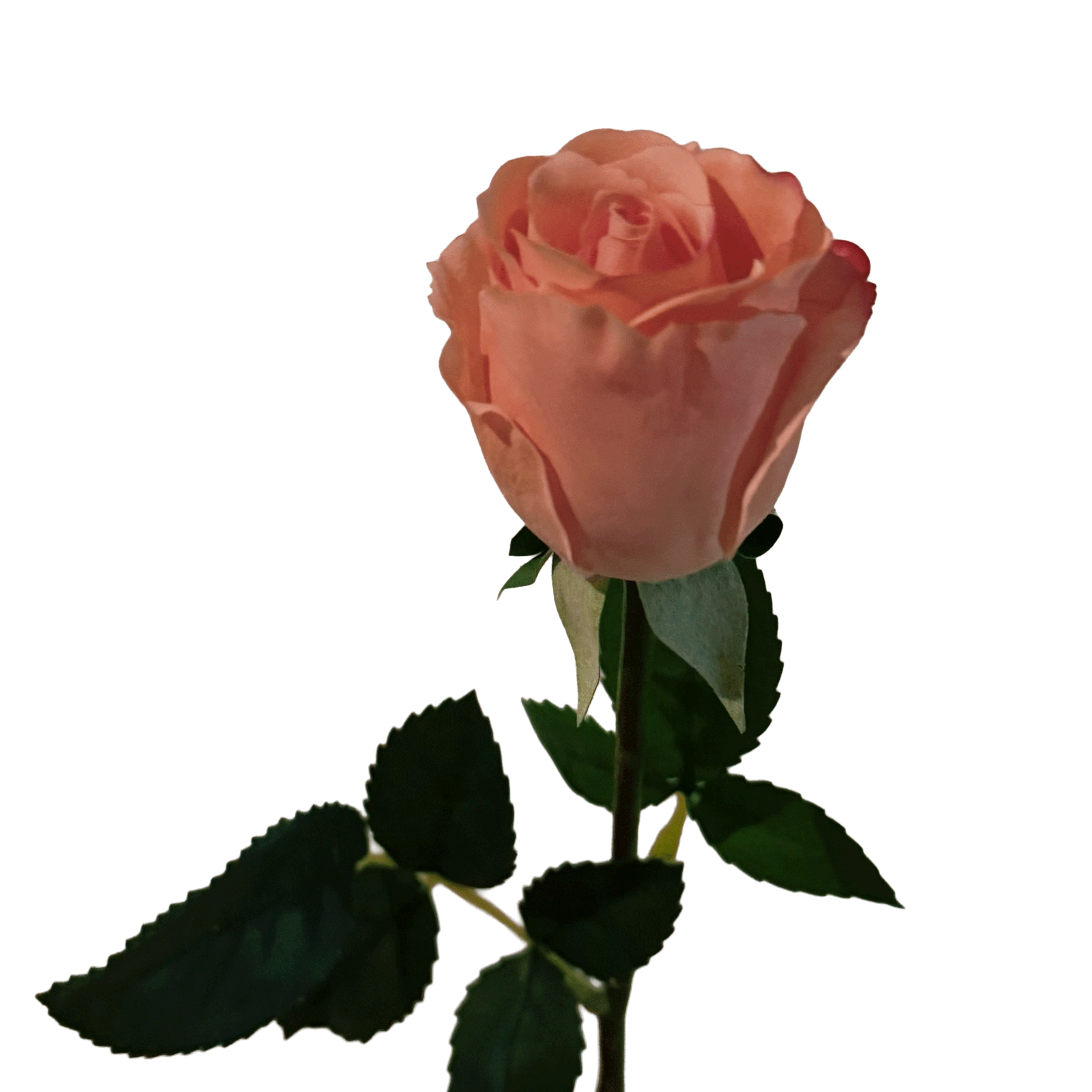 Petite Rose — Apricot Pink