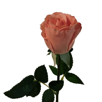 Petite Rose — Apricot Pink