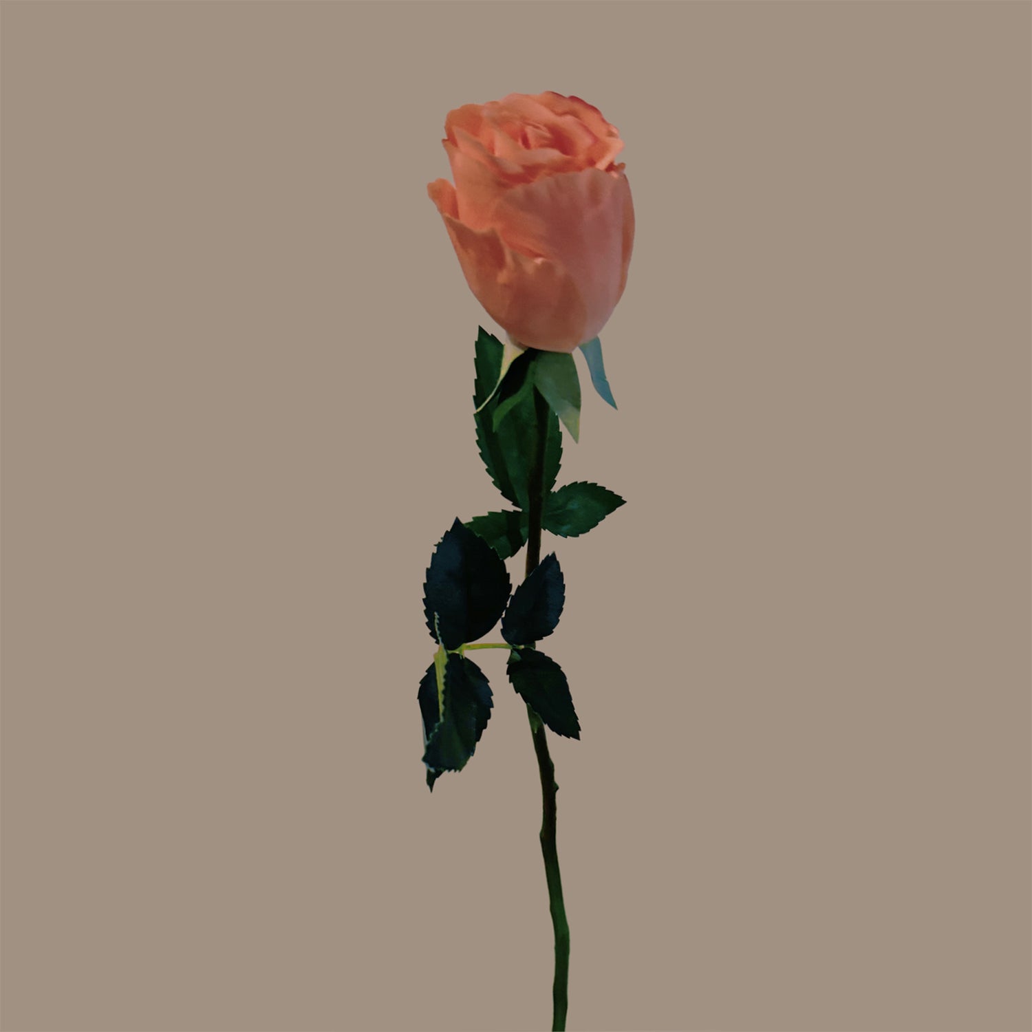 Petite Rose — Apricot Pink