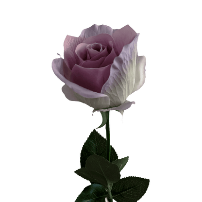 Heritage-inspired Rose — Lilac Porcelain