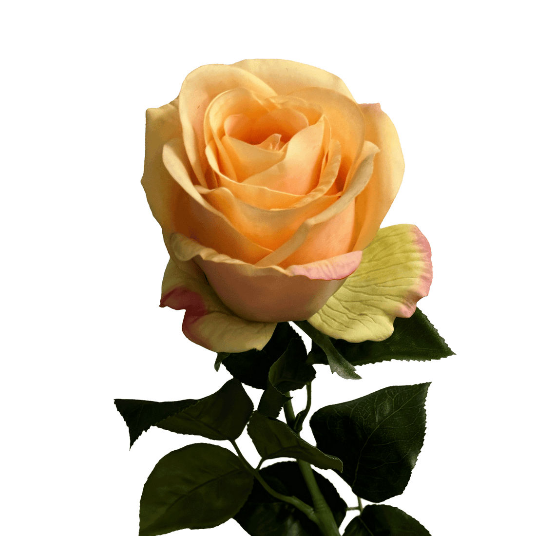 Silhouette Rose — Apricot Yellow